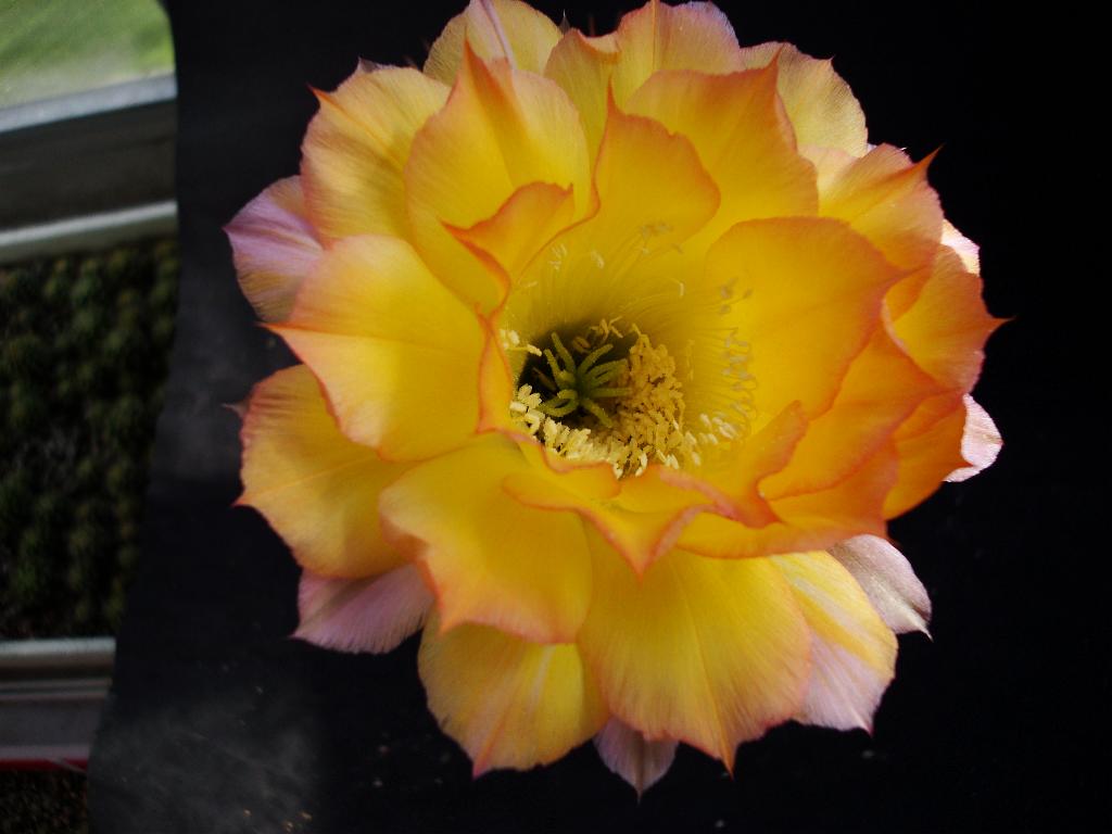 Eigene Echinopsis/Arabesque 4.0.jpg